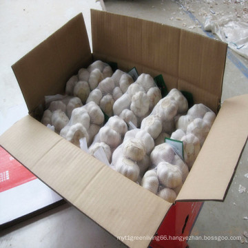 Fresh Normal White Garlic in 500g or 1 Kg Mesh Bag Within 10 Kg/Carton for MID-East Market